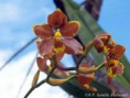 /album/fotogaleria-fotos/orquidea-parroquia-san-fco-de-sigsipamba-jpg/